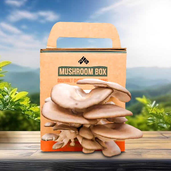 Personalized mushroom packaging boxes with logo