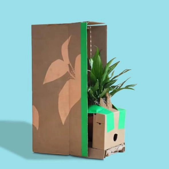 plant-packaging-packaging-boxes